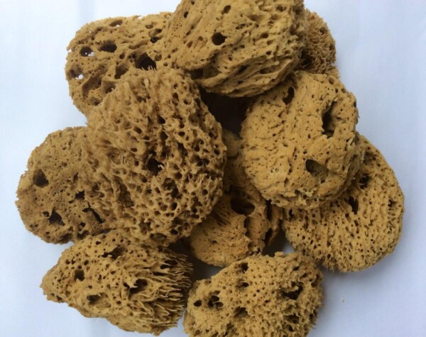 OceanPaws Deep Sea Sponge - Image 2