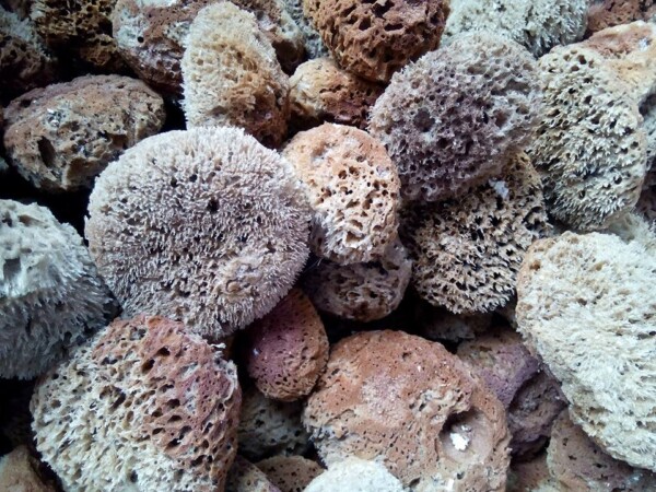 OceanPaws Deep Sea Sponge - Image 5
