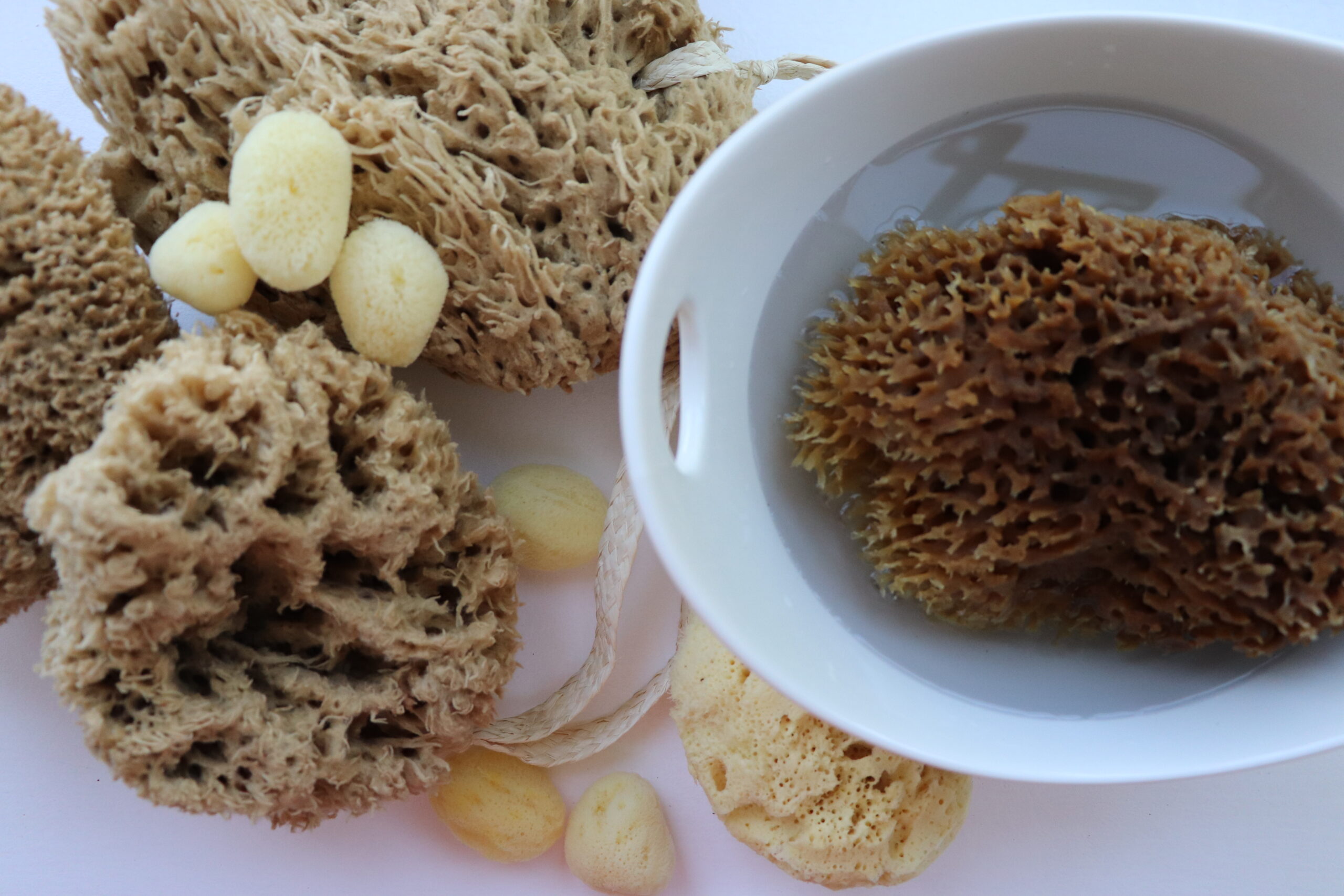 Meet the Four Fabulous Natural Sea Sponges from SpongeBox