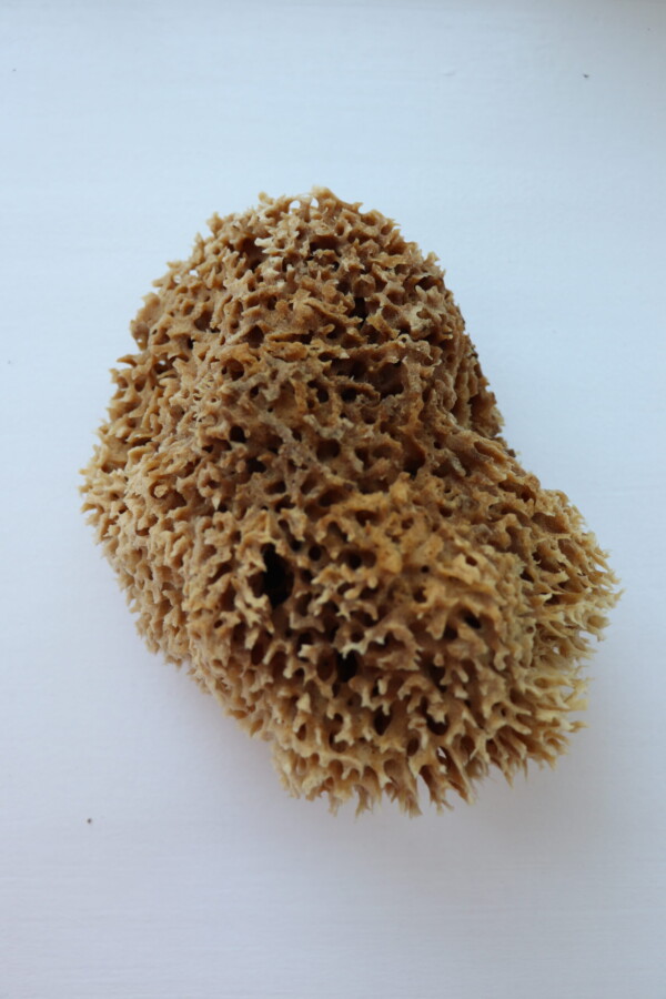 Honeycomb Luxe Sea Sponge - Image 9