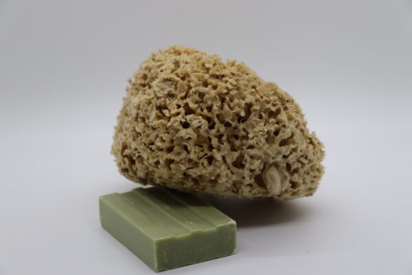 Honeycomb Luxe Sea Sponge - Image 8