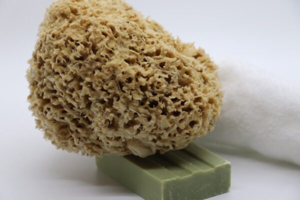 Honeycomb Luxe Sea Sponge