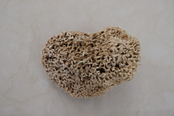 Honeycomb Luxe Sea Sponge - Image 7