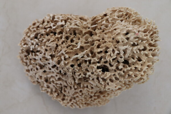 Honeycomb Luxe Sea Sponge - Image 6