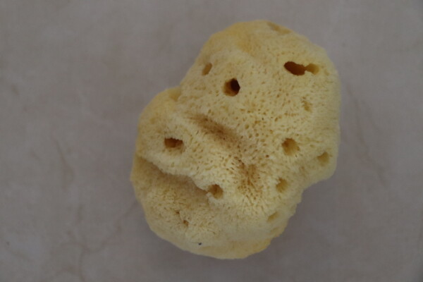 Natural sea sponge with irregular holes and soft texture shown on a plain surface Ideal for eco-friendly bath and skincare routines promoting sustainability and natural wellness