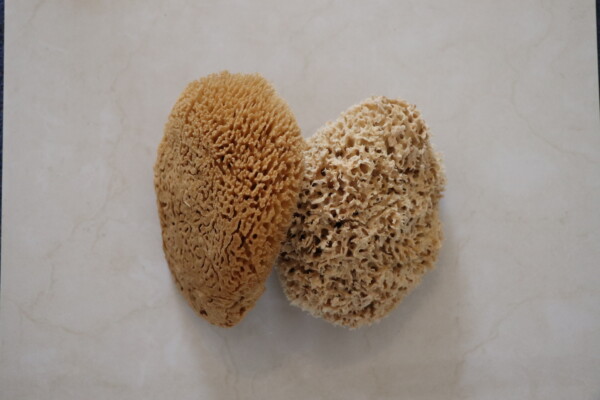 Honeycomb Luxe Sea Sponge - Image 5