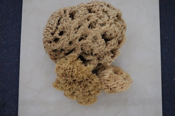 Natural sea sponge on a marble surface showcasing its porous texture and beige color ideal for eco-friendly cleaning and skincare sustainable bath accessory.