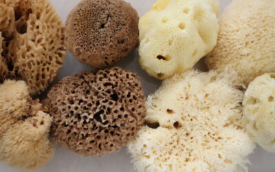 The Secret Superpower of Sea Sponges: Why SpongeBox’s Natural Sponges Are Your Ultimate Self-Care & Home Heroes