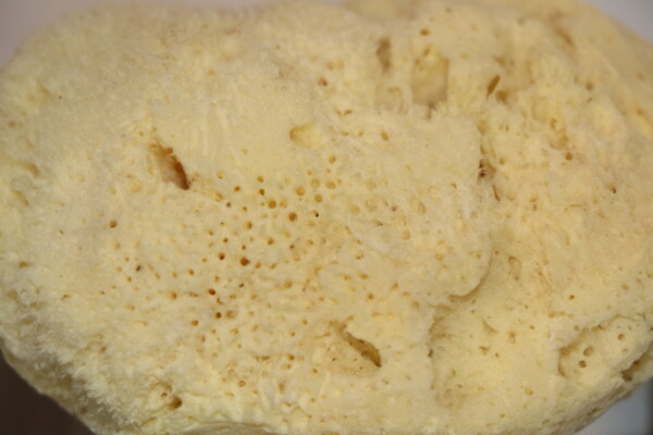 GentleSheep Wool Baby Sponge - Image 4