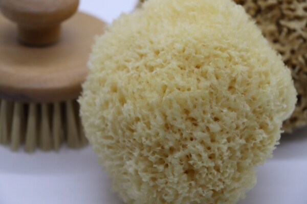 GoldenGlow Honeycomb Sea Sponge