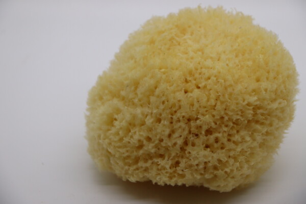 GoldenGlow Honeycomb Sea Sponge - Image 2