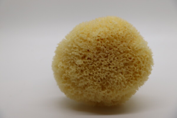 GoldenGlow Honeycomb Sea Sponge - Image 4