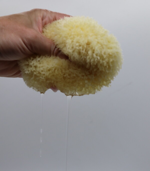 GoldenGlow Honeycomb Sea Sponge - Image 3