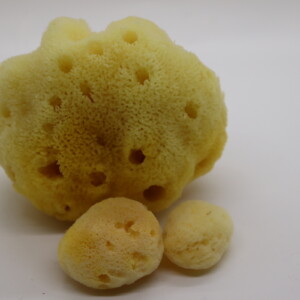 SilkGlow Sea Sponge