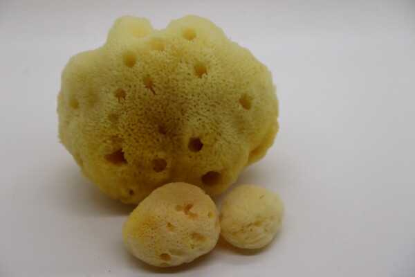 SilkGlow Sea Sponge