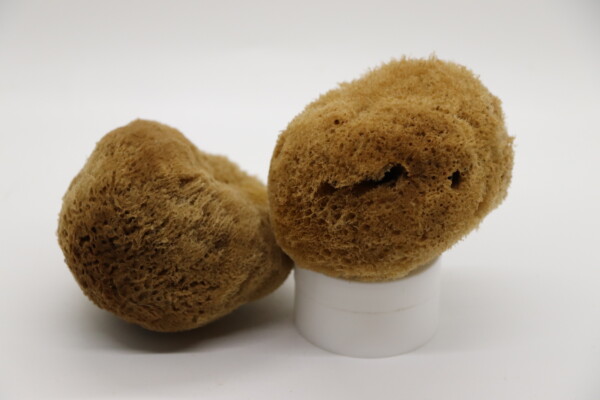 SilkSerenity Sea Sponge