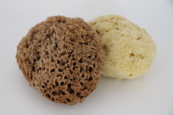 Natural sea sponge in two colors resting on a white surface showcasing texture and patterns ideal for sustainable bath products eco-friendly cleaning and skincare routines