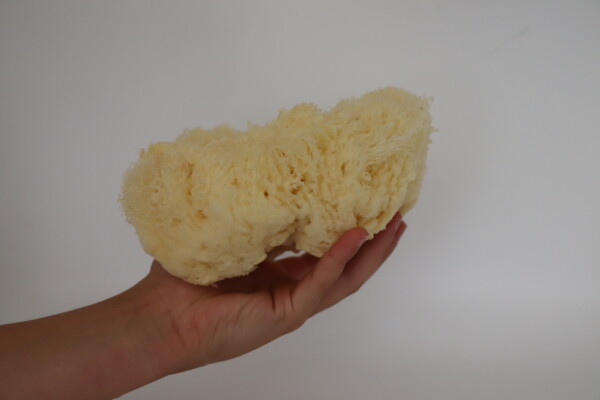 Natural sea sponge being held in a hand against a white background showcasing its texture and size perfect for bathing exfoliation or eco-friendly cleaning needs.